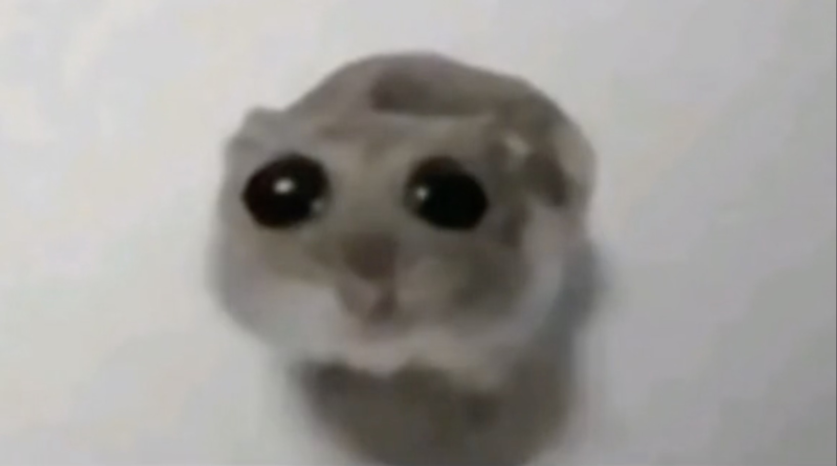 hamster